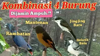 suara pikat rambatan kombinasi mantenan jingjing batu gelatik batu