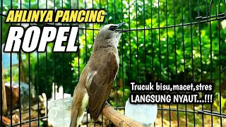 Download AMPUH UNTUK PANCINGAN TRUCUKAN SUSAH ROPEL MP3