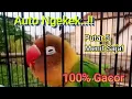 Download Lagu Audio Pancingan Lovebird Terbukti Gacor Labet Jadi Ngekek Panjang, Seketika Memancing Labet Sekitar!
