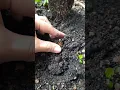 Download Lagu How to propagate camellia flowers from flowers seeds #best #video #tips #amazing #gardening