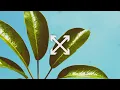 Disco Lines, wes mills - Shine