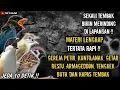 Lagu MASTERAN TEMBAKAN GEREJA PETIR, KUNTILANAK, GETAR RESTU, ARMAGEDDON, TENGKEK BUTO, KAPAS TEMBAK !!