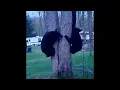 Four black bears enjoy the Wellsville backyard porch trees and toys at the Baldwin s