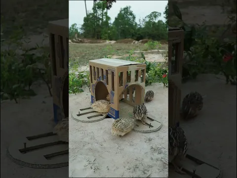 Creative DIY Quail Trap #shorts #create #traps