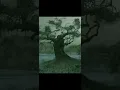 Poison Tree - Grouper | 1 Hour Loop