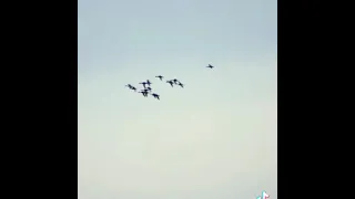 بلبول وروعته 