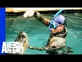 An Unwelcome 10 Foot Long Pool Guest Gator Boys
