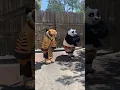 I saw Kung Fu Panda and Tigress in REAL LIFE