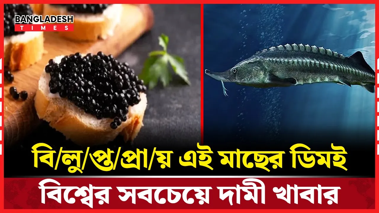 কোটি টাকার ‘কালো মুক্তা’, স্টার্জন মাছের ডিমের রহস্য