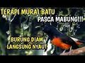 Download Lagu TERAPI MURAI BARU PASCA MABUNG YANG BANYAK DIAM | 99% langsung Nyaut