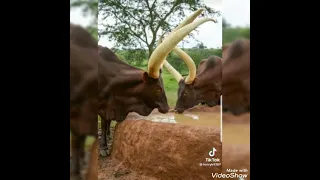 okugambente ebyevugo byabanyankore byakare birungi