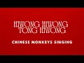 Download Lagu Hiwong hiwong tong hiwong - Chinese monkeys singing | ENGLISH LYRICS