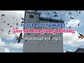 Lagu Suara panggil Burung walet 5menit langsung datang