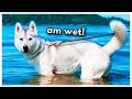 Lagu Husky Goes on VACATION for the First Time! (Does she like swimming at the beach?)
