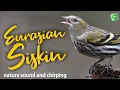 Eurasian Siskin Bird Sound, Bird Song, Bird Call, Bird Calling And Chirping