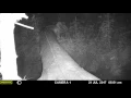 MFDC0767 Rat or Baby Possum
