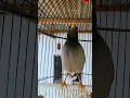 Download Lagu suara khas jalak kebo sulawesi manggut2 mancing jalak lain agar emosi dan langsung nyaut respon