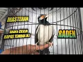 Download Lagu cililin, kapas tembak. jalak suren muda berbakat