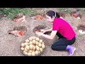 Download Lagu Harvest 1000+ Eggs Chicken In The Forest Sell At The Market, Vegetable Care | Emma - Free Bushcraft