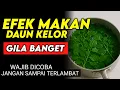 Download Lagu 8 FAKTA MENGEJUTKAN DAUN KELOR YANG JARANG DIKETAHUI ORANG - EFEK DAUN KELOR 