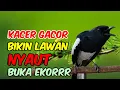 Pancingan kacer, Suara burung kacer ngeplong, Masteran kacer cepat bikin nyaut gacor