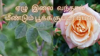 Download ரோஜா செடியில் ஏழு இலை வந்தால் பூக்கலயா ..இத பன்னுங்க Seven leaf ROSE 🌹 PLANT GROWING TIPS #TAMIL MP3