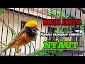 Download Lagu Suara KHAS manyar kepala emas bisa BUAT MANYAR LAIN ikutan NYAUT, GACOR dan NGEROL