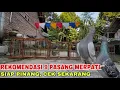 Download Lagu SEMBILAN PASANG MERPATI SIAP PINANG