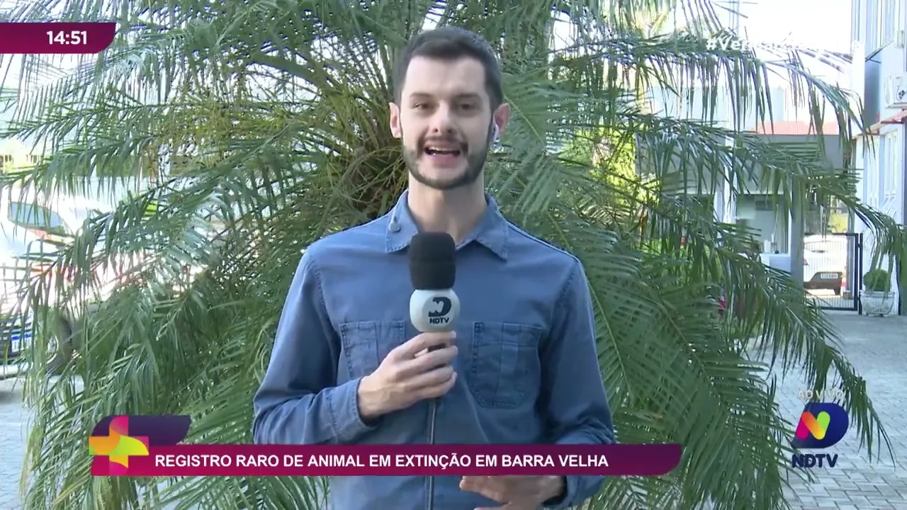 Com gato na espreita, família de furões é resgatada antes de virar ‘brinquedo’ em Jaraguá do Sul