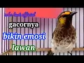 Download Lagu cucak rengganis gacor,, bikin lawan emosiii