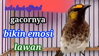 cucak rengganis gacor bikin lawan emosiii