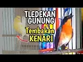 Download Lagu Tledekan Gacor Full Isian Tembakan Kenari