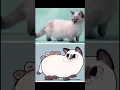 Download Lagu Night Dancer animals 4 #meme#shortvideo #funny #animals
