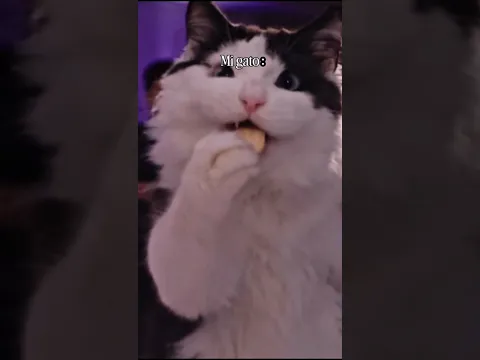 Se comió todo 😤 #cats #gatos #humor #shorts #shortsfeed #shortsviral
