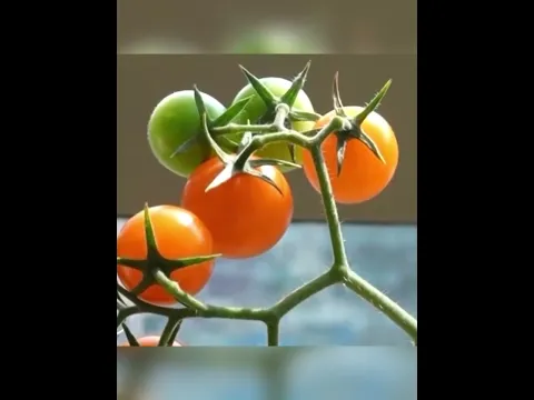 Schreibtisch-Gemüse ist der neue Herbst-Trend! 🍅🌱
