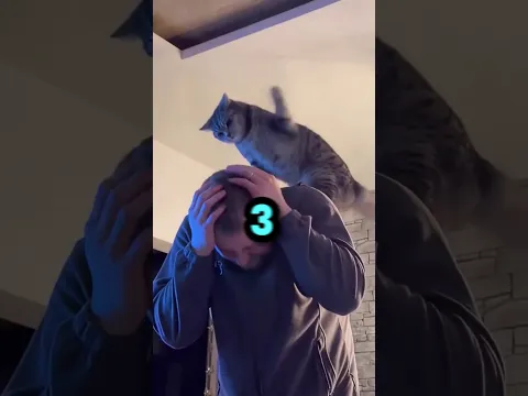 Cats Love Attacking 🐈