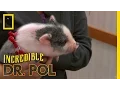 Feisty Squealer The Incredible Dr Pol