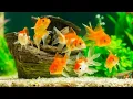 Download Lagu 5 Jenis Ikan Mas Koki Tercantik Di Dunia