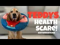Download Lagu My Dogs Health Scare, And His Road To Recovery.