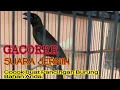 Download Lagu Murai Papua / Murai Irian Gacor Suara Jernih.