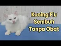 Lagu Cara Merawat Kucing Flu | Sembuh Tanpa Obat