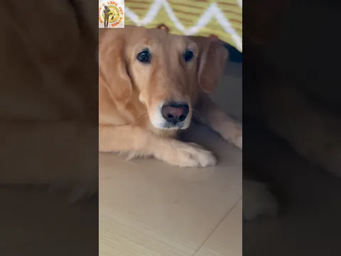 Every pet parent’s easiest way to give medicines! ❤️ #goldenretriever #dog #puppies