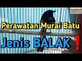Download Lagu Perawatan Murai Batu jenis Balak❗️