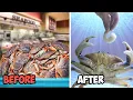Raising a Grocery Store Crab as a Pet