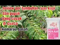 Download Lagu review of coffee branch growth and proper fertilization during the wet dry season