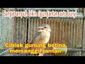 Lagu pancingan ciblek gunung Betina memanggil jantan