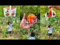 Peach Picking In Virginia Pick Your Own Peaches Farmers Market Farm Animals