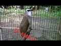 Download Lagu Suara pancingan burung trucukan ngebren ciblek