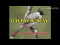Download Lagu Suara pikat semua burung kecil Part #7