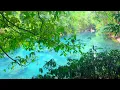Download Lagu Gentle River and Chirping Birds in Forest, Healing Nature Sounds, Relaxation, ASMR \u0026 Study Sounds